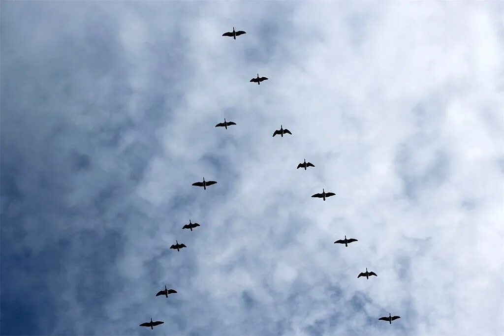 Расселение птиц. Миграция птиц. Стая перелетных птиц. Миграция птиц фото. Переселение птиц на Юг.