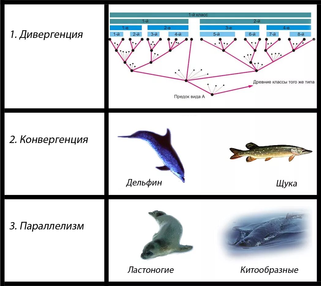 Типы эволюционных изменений параллелизм конвергенция дивергенция. Дивергенция конвергенция параллелизм. Конвергенция и дивергенция в биологии. Закономерности эволюции дивергенция конвергенция параллелизм. Дивергентная форма