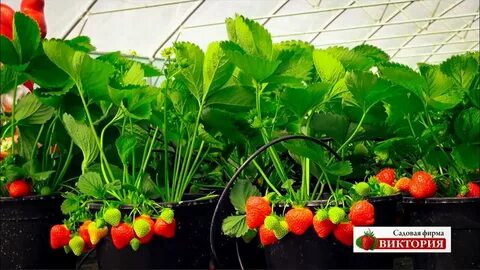 Саженец клубники интернет магазин