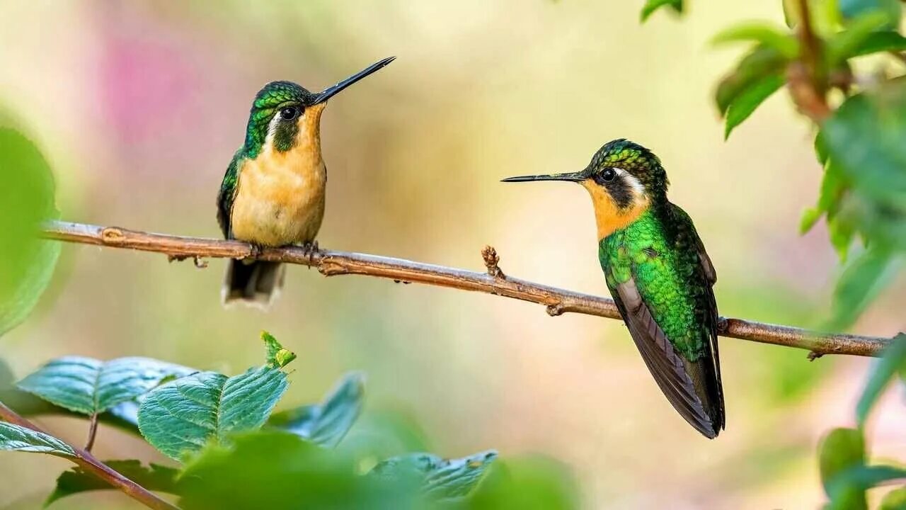 BBC World Service - Newsday, Listen to the loudest bird in the world