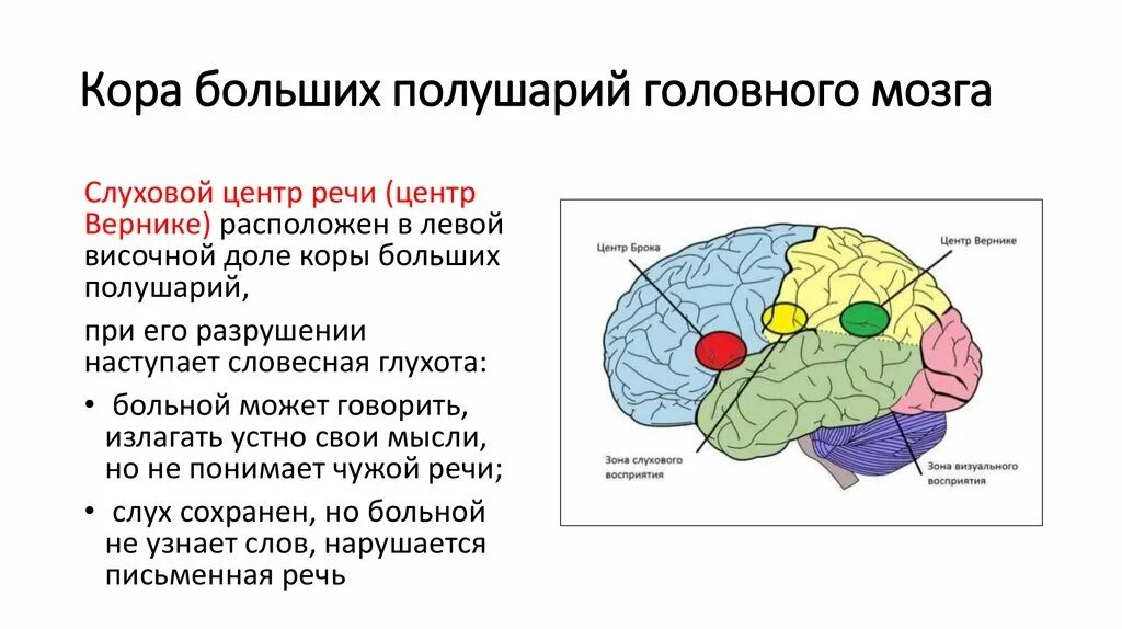 Где расположена и какие функции. Слуховой центр речи (центр вернике) располагается в. передний мозг зоны коры больших полушарий. функции коры больших полушарий головного мозга. центры речи в коре больших полушарий.