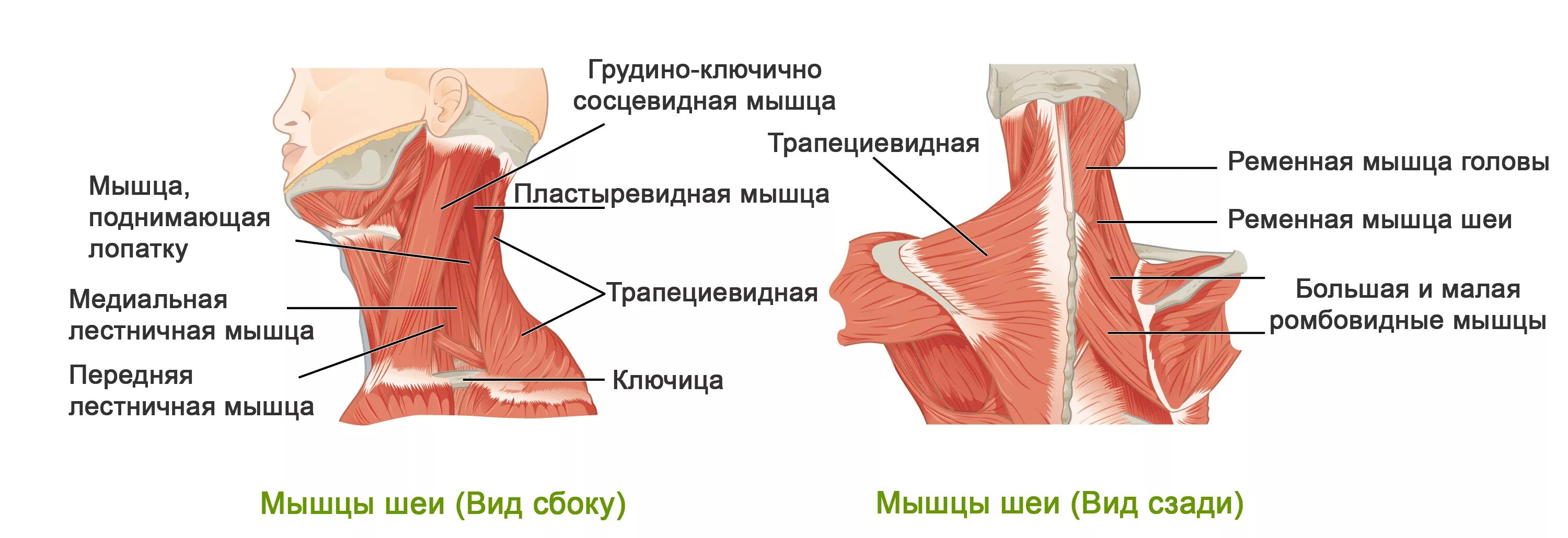 Мышца поднимающая лопатку мышца напрягающая широкую фасцию