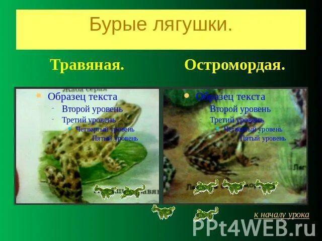 Остромордая лягушка стадия развития. Травяная и остромордая отличия. Остромордая и травяная лягушка отличия. Строение остромордой лягушки.