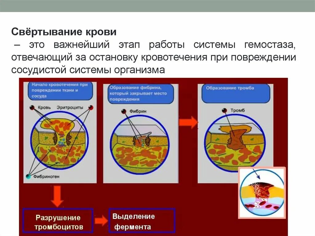 Ферменты свертывания крови. Процесс свертывания крови. Схема свертывания крови. Таблица как свертывание крови. Свертывание крови происходит благодаря.