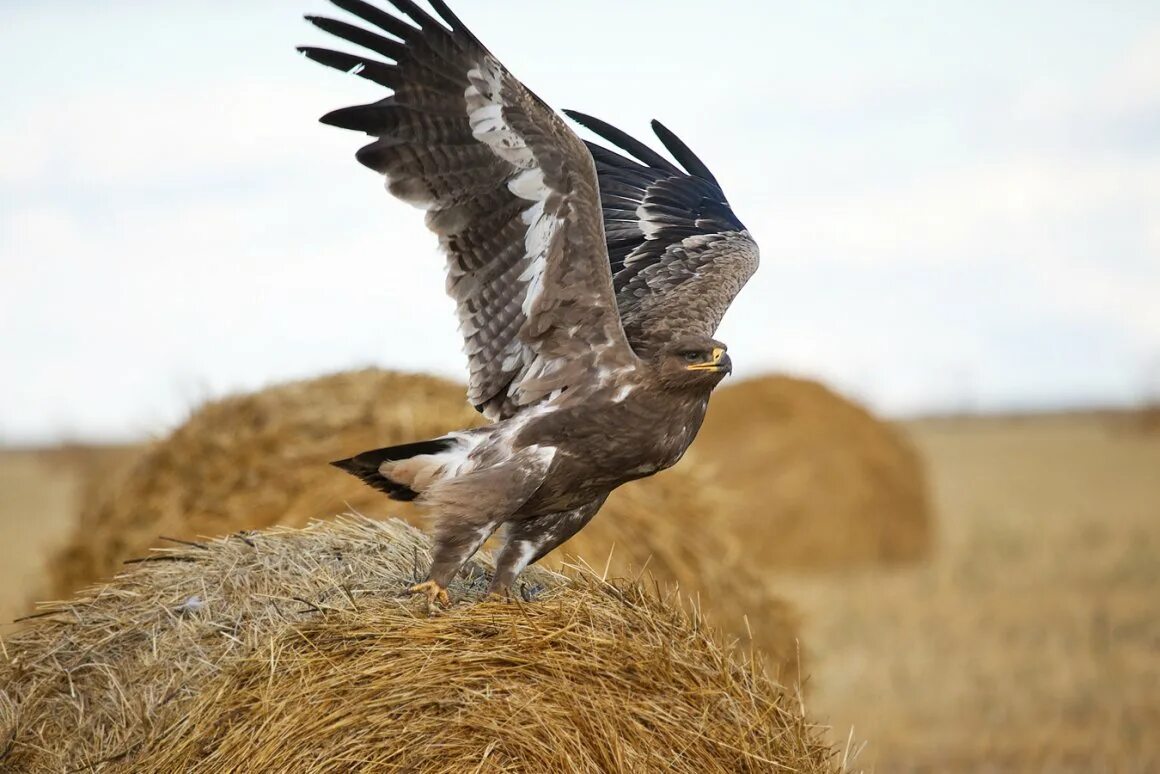 Орел степная птица. Степной орёл (Aquila nipalensis. Донской Степной Орел. Степной Орел Алтай. Степной сизый Орел.