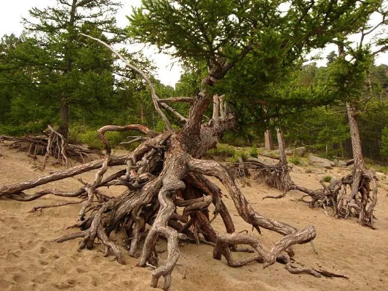 Ходульные деревья на байкале. Сосенка корень. Голубая ель корни. Корни сосны токсово. Сосна и ель корневая система.