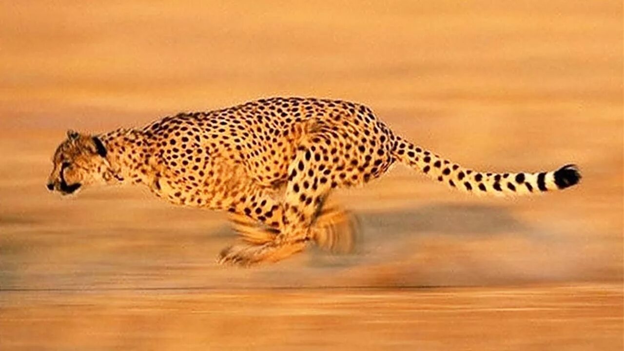 Сколько скорость гепарда. Леопард в пустыне. Гепард бежит. Ноги гепарда. Леопард бежит.