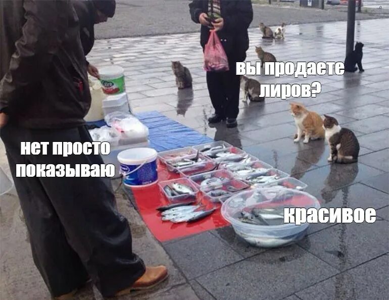 Рыбу продаете нет показываю красивое. Рыбу продаете нет показываю красивое