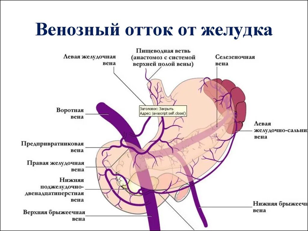 Кровоснабжение желудка топографическая анатомия. Левая желудочно-сальниковая Вена. Отток венозной крови от желудка осуществляется. Левая желудочно сальниковая артерия кровоснабжает. Правая желудочная вена