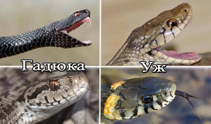 Сходство гадюки обыкновенной и ужа обыкновенного. Змея уж и гадюка. Различия змей гадюки и ужа. Змеи ужи и гадюки.