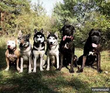 Собаки краснодар
