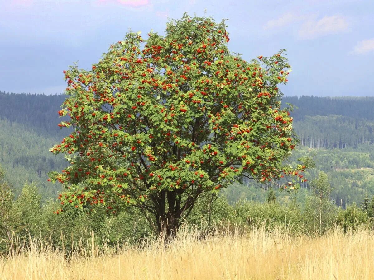 Деревья растущие в сибири. Рябина обыкновенная Sorbus aucuparia. Рябина обыкновенная Невежинская. Рябина обыкновенная (Sorbus aucuparia l.). Уральская рябина дерево.