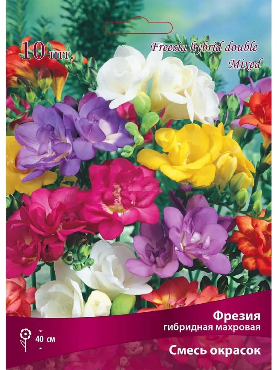 Freesia double mix цветок. Фрезия гибридная махровая блу. Фрезия махровая смесь описание. Фрезия махровая смесь описание. Цветы фрезия махровая.