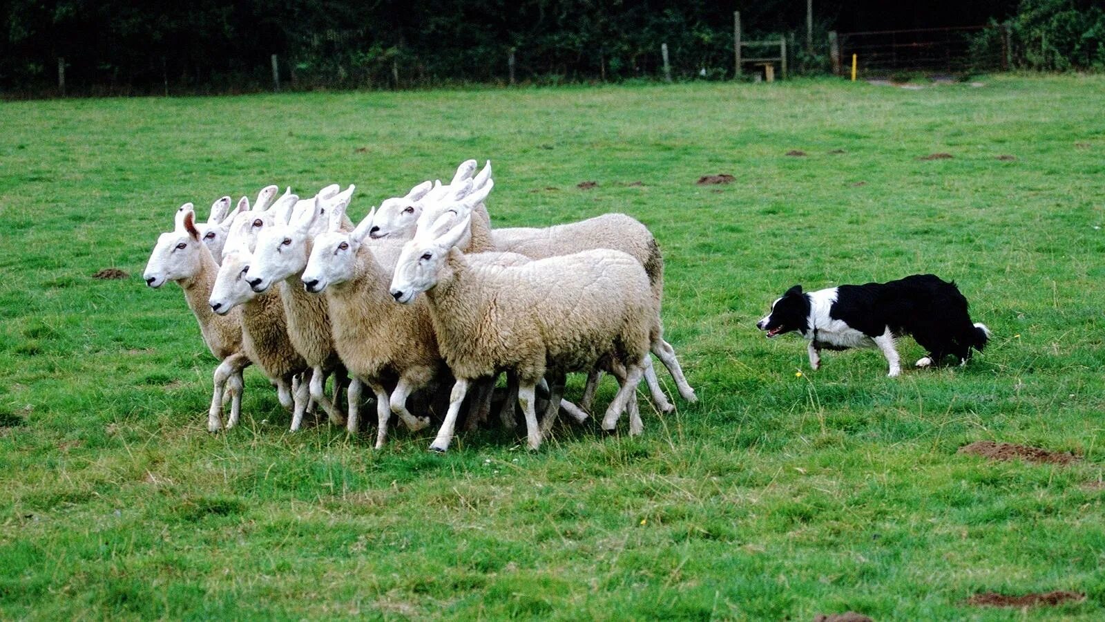 Пасу овечек. Бордер колли пастух. Бордер колли пасет овец. Порода собак Пастухов овец. Собака пастух порода бордер колли.