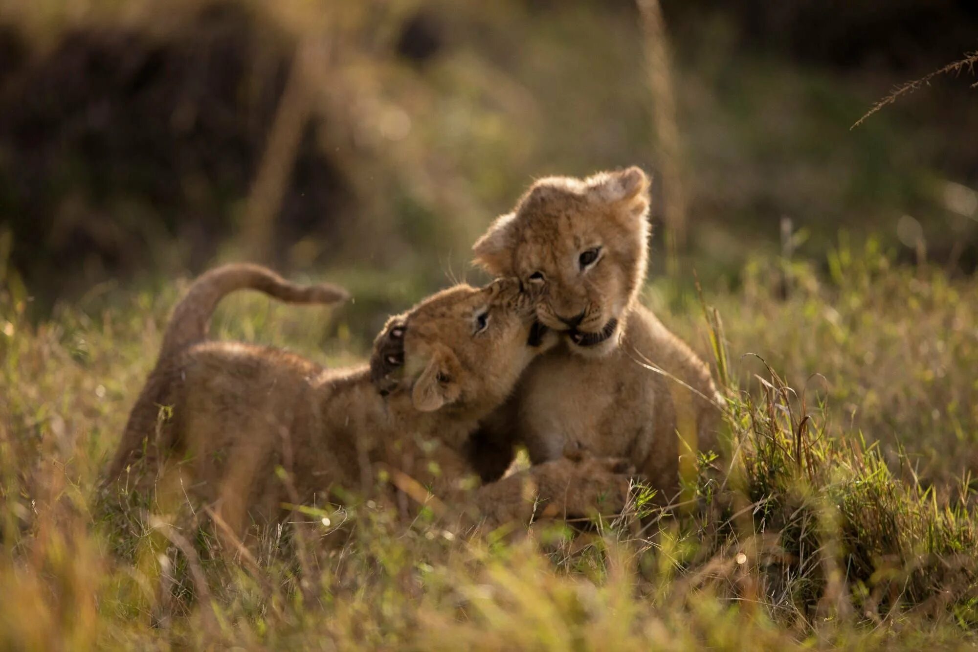 красивый львенок. милые львята. два львенка. милые львята. левён.