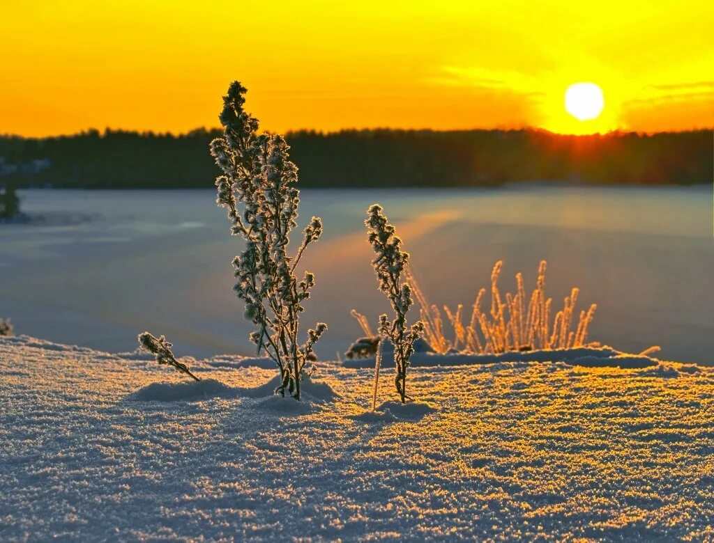 Утро природа февраль. Солнечный зимний день. Зима солнце. Морозное солнечное утро. Зимний закат.