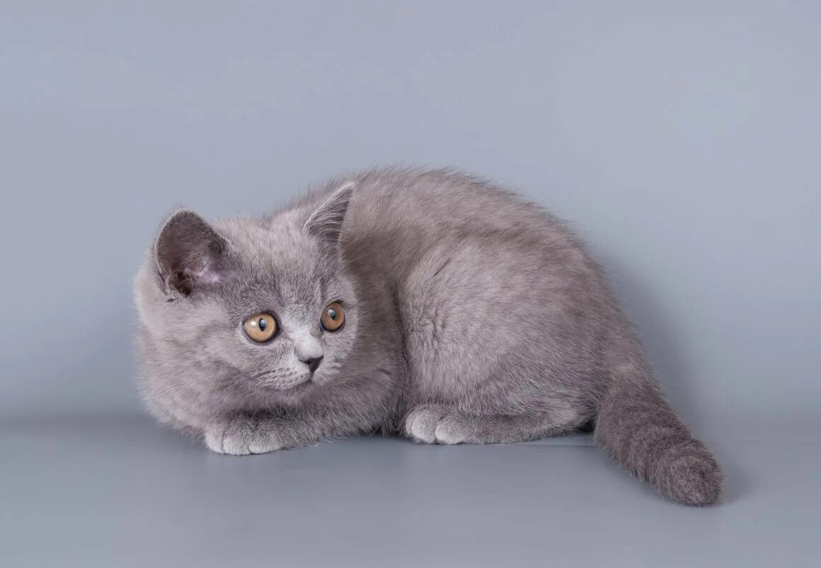 Кот голубого окраса. Британская короткошёрстная кошка голубая. дымчатый котенок британец. дымчатая голубая британская кошка. порода бритиш шортхэйр.