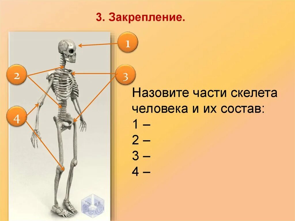 Скелет человека с названием костей 4 класс. Части скелета человека окружающий мир 3 класс. Осевой скелет и скелет конечностей. Составные части скелета. Функции скелета человека.