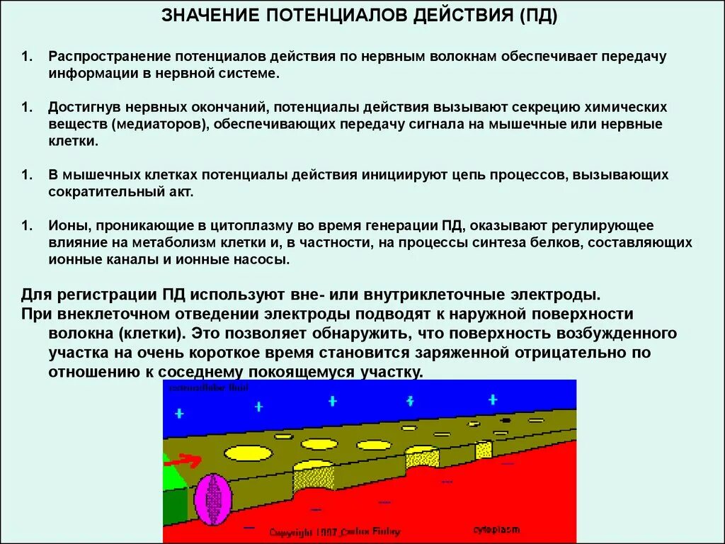 Что означает пд