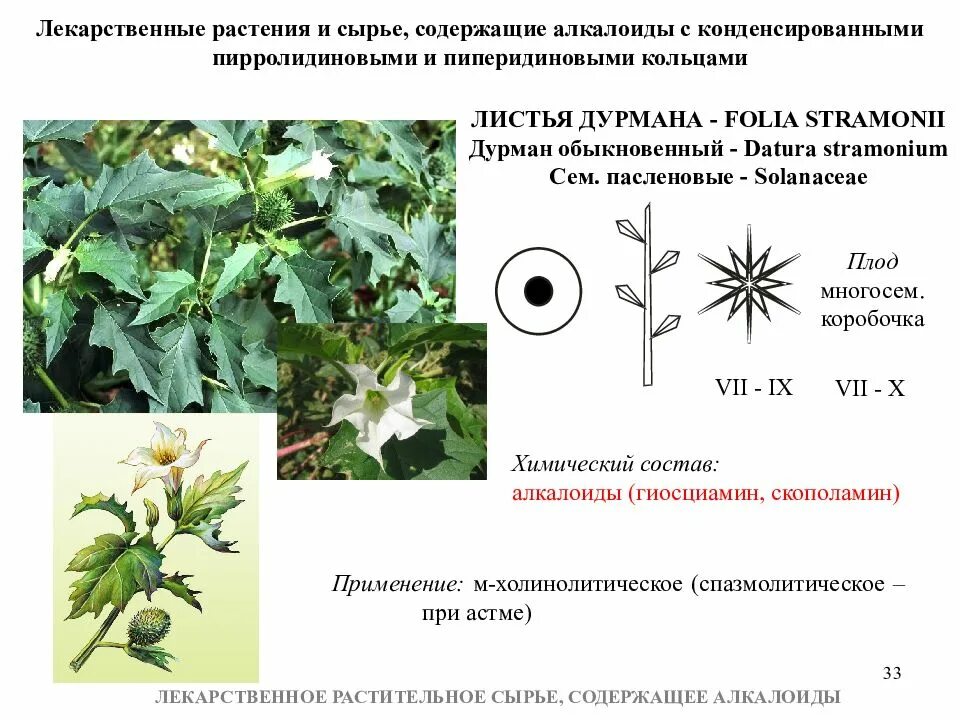 Алкалоид в растениях семейства пасленовых. Дурман обыкновенный лечебное растение. Дурман обыкновенный сырье. Дурман обыкновенный ЛРС. Пасленовые дурман обыкновенный.