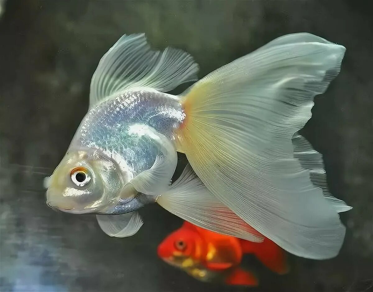 Аквариумная рыба золотая рыбка. Золотая рыбка вуалехвост. Вуалехвост золотой. Вуалехвост рыбка аквариумная. Вуалехвост ситцевый.