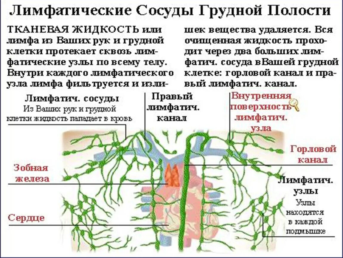 Сердце лимфатические сосуды. Лимфатическая система, функции, строение лимфатического сосуда.. Лимфатическая система грудной клетки лимфоузлы. Лимфатическая система сосуды органы. Лимфатические узлы и сосуды схема.