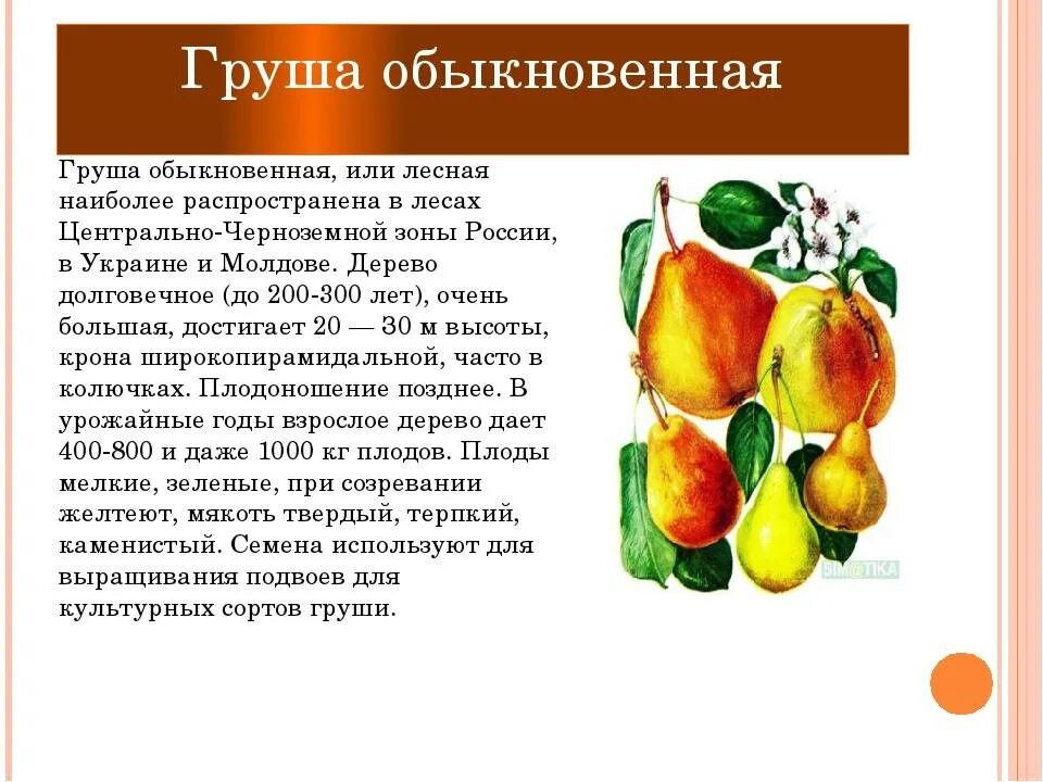 Какой признак внешнего строения груши. Описание плода груши. груша краткое описание. сообщение о груше. цветок груши описание.
