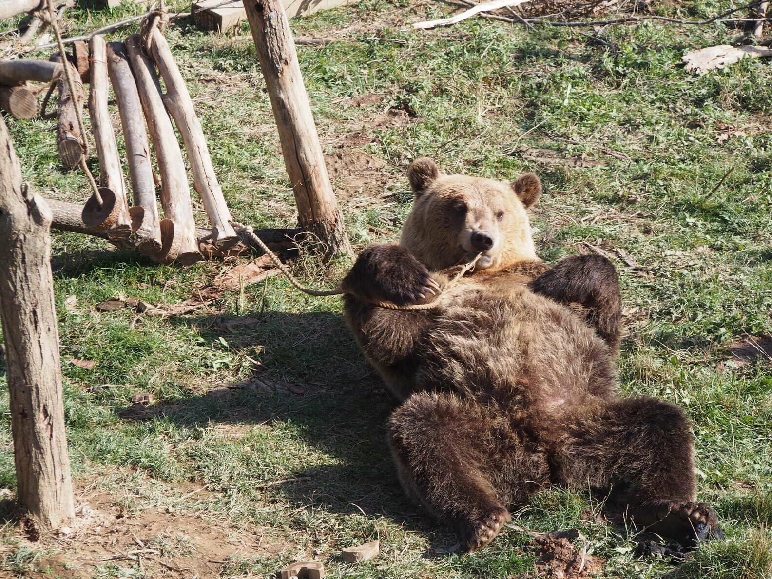 Сколько живут медведи в неволе. Медведь в неволе. По Медвежьи. Встретил медведя. Поступать по Медвежьи.