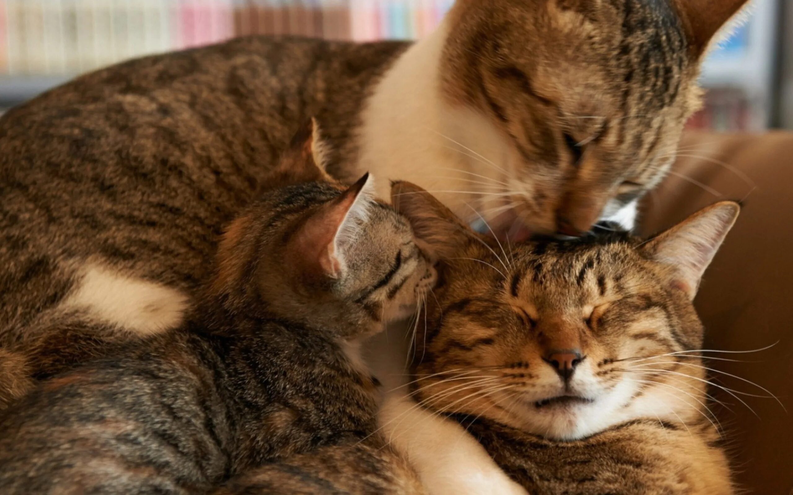 мама кошка и папа кот. кот мама папа. котята с мамой. котята с мамой. котята с мамой.