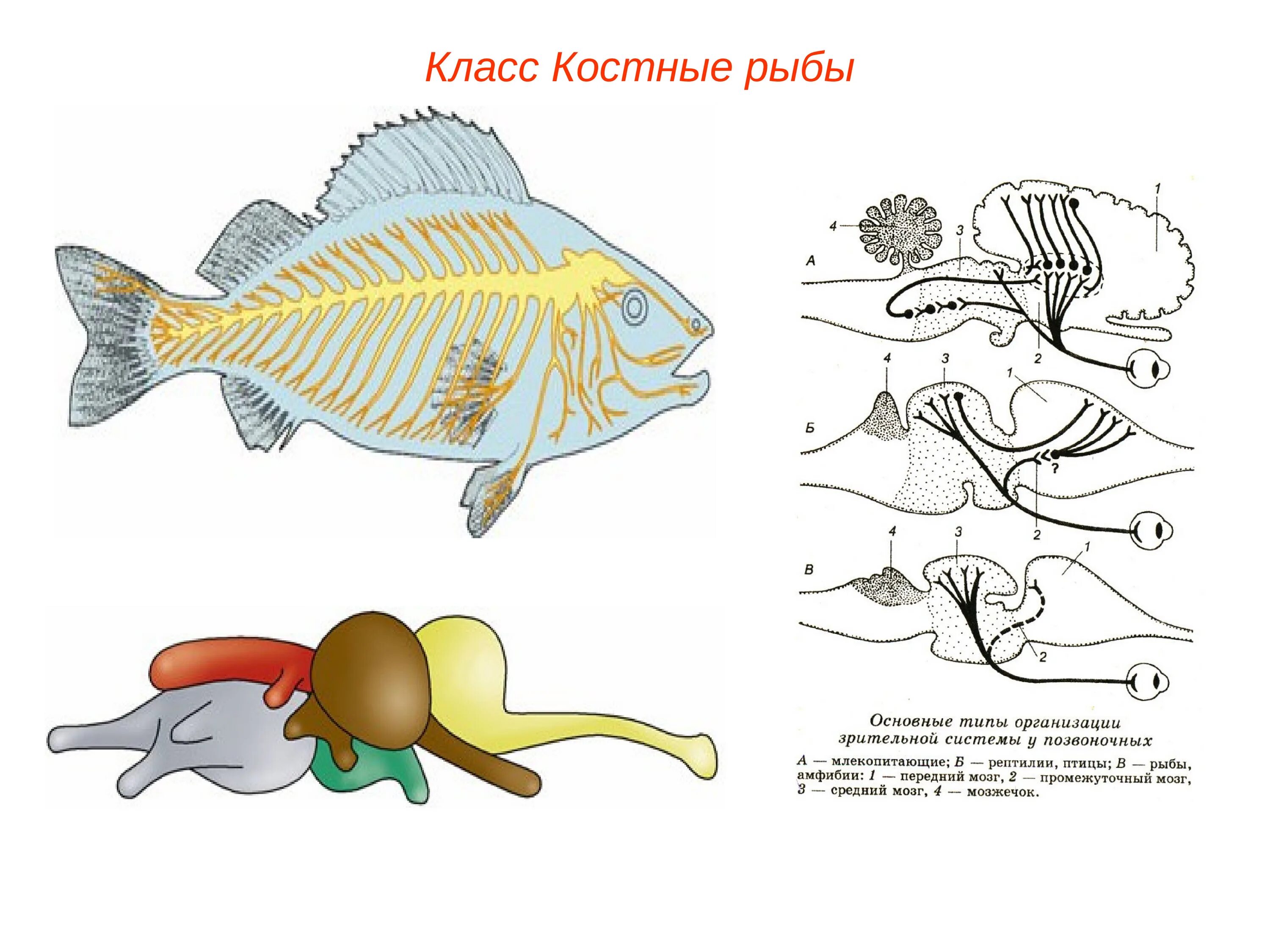Число костных рыб. Классы рыб. костные рыбы.. надкласс рыбы класс костные. подтип позвоночные рыбы. позвоночник костистых рыб.