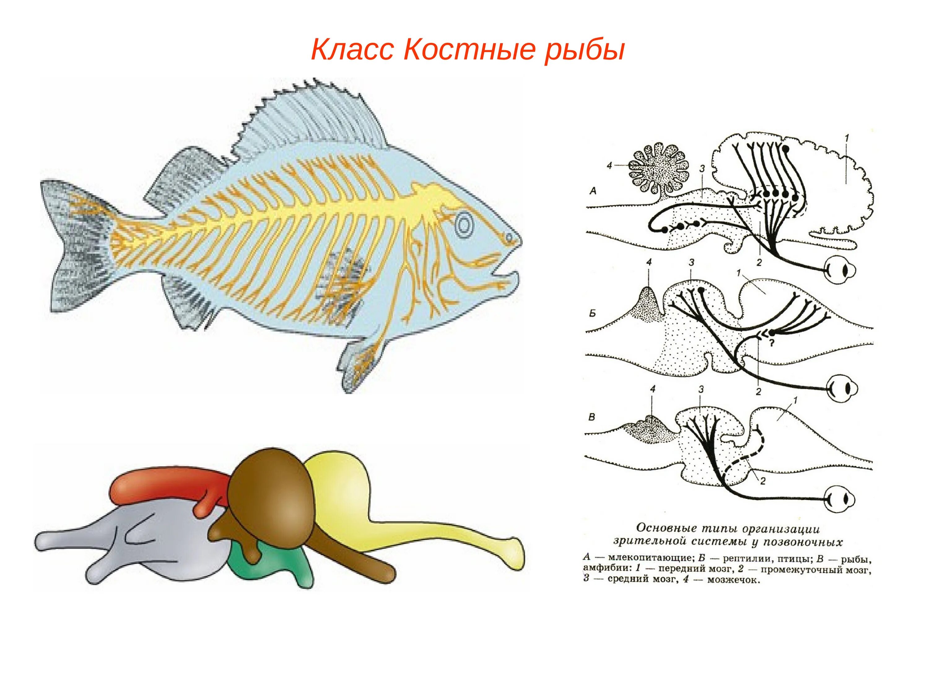 Классы рыб. Костные рыбы.. Надкласс рыбы класс костные. Подтип позвоночные рыбы. Позвоночник костистых рыб. Появление головного мозга у рыб