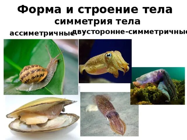 Лучевая симметрия моллюсков. Симметрия тела моллюсков. Симметрия тела типа моллюски. Симметрия тела мидии. Моллюски Тип симметрии.