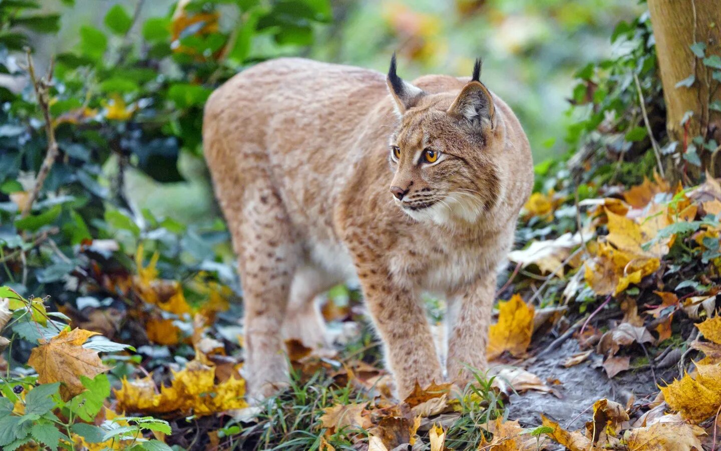 Обыкновенная Рысь. Обыкновенная Рысь Lynx Lynx. Рысь обыкновенная с рысятами. Рысь европейская обыкновенная. Рысь в москве