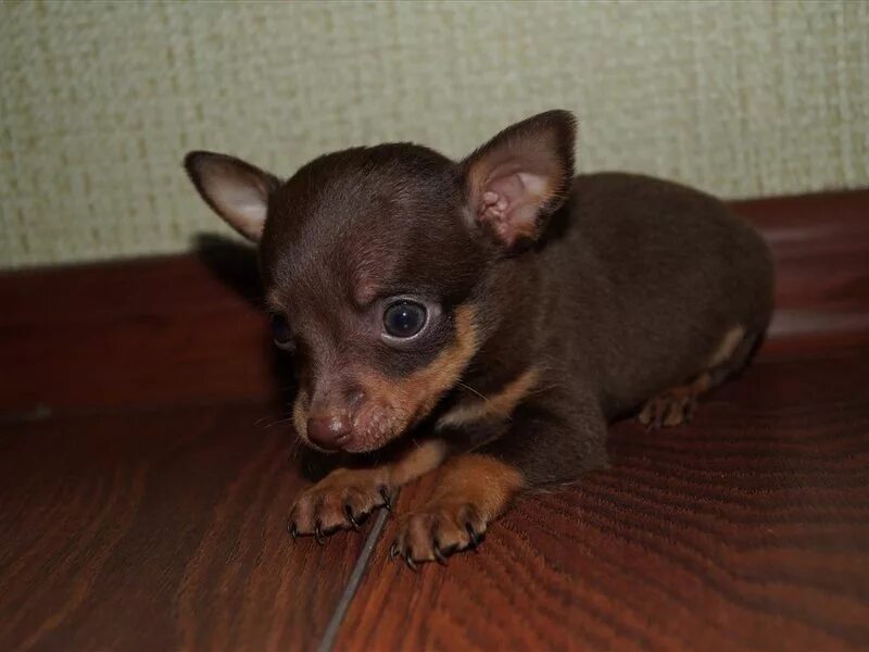 той терьер 4 месяца. мини той терьер 2 месяца. щенок той терьера 2 месяца. мини той терьер 2 месяца. щенки той-терьера мини 2мес.