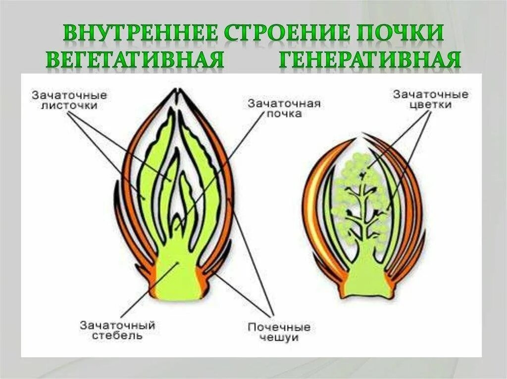 Цветочная почка на этом рисунке обозначена