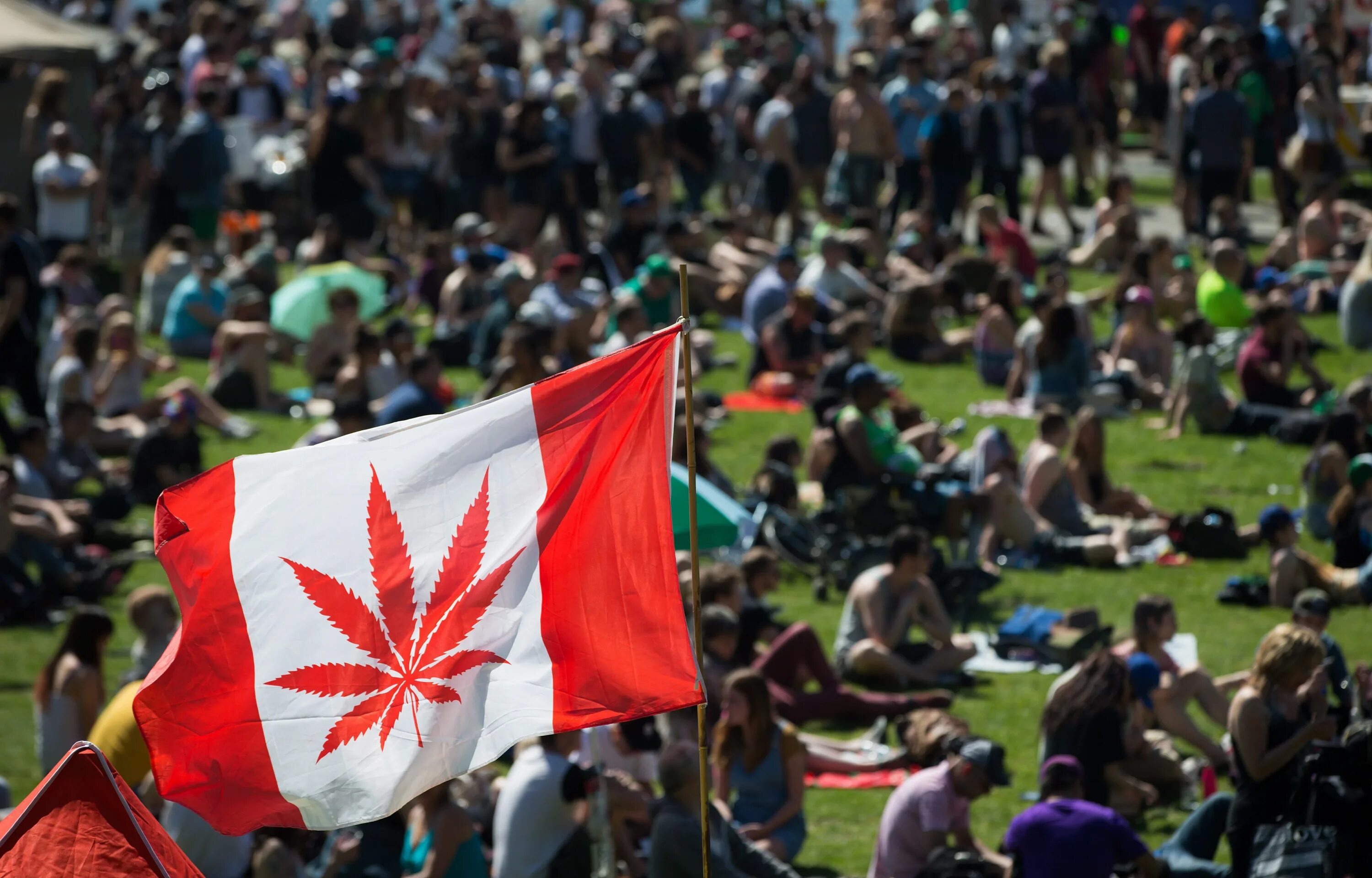 Канада легализация. Лигалайз в Канаде. Праздник травы в Канаде. День марихуаны в Канаде.