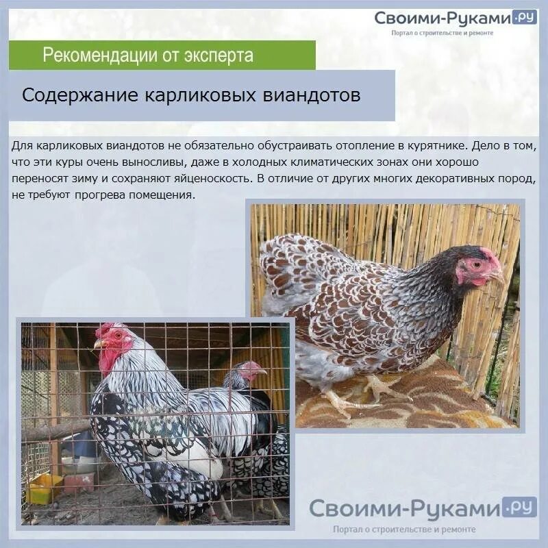 Породы куриц несушек с фотографиями и названиями. Куры породы Виандот. Виандот порода кур яйценоскость. Виандот порода кур разновидности. Виандот карликовый куры.