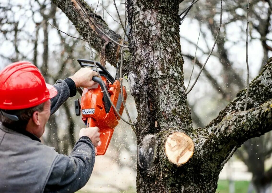 Кто должен спилить дерево