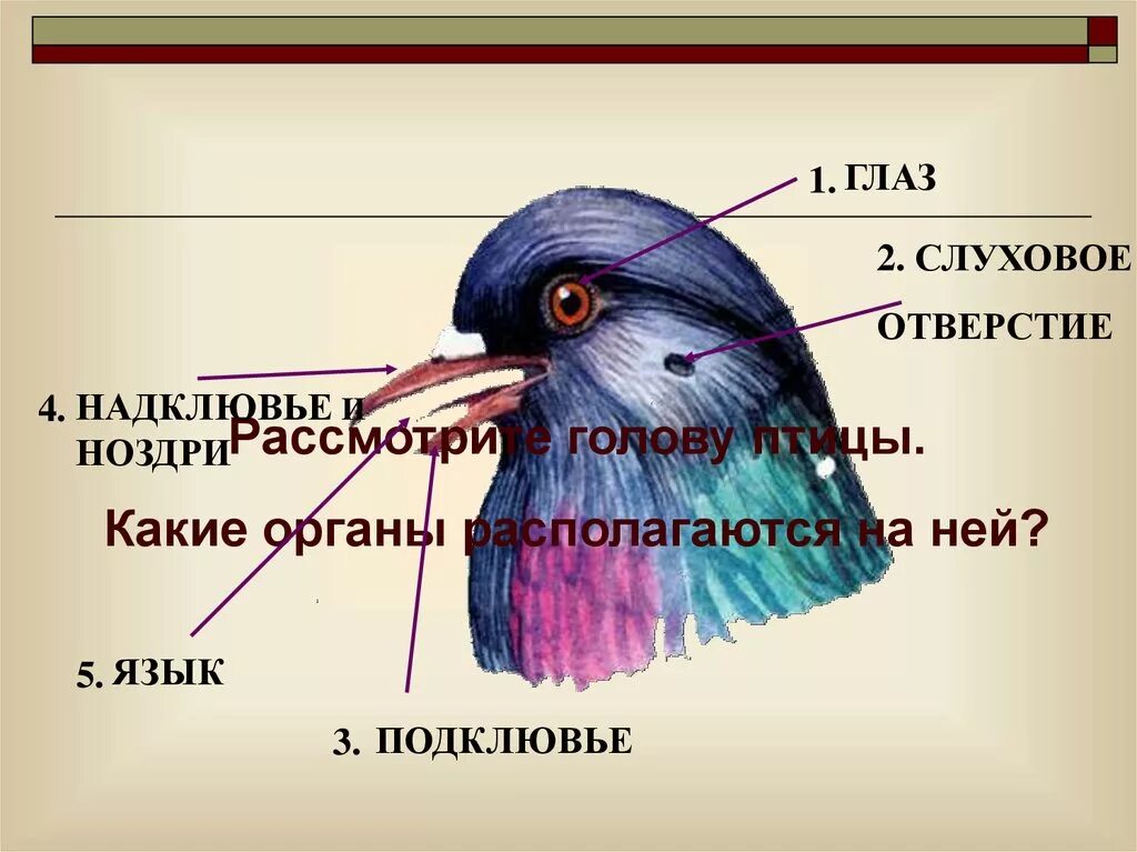 Внешнее строение птиц. Слуховое отверстие у птиц. Строение головы птицы. Надклювье у птиц.