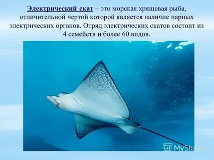 Форма тела ската