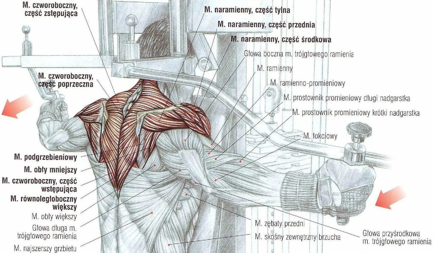 Упражнение разводка рук в тренажере. Разводка рук в тренажере Обратная бабочка. Махи руками назад в тренажере “бабочка”. Упражнение на ромбовидную мышцу в тренажерном зале.