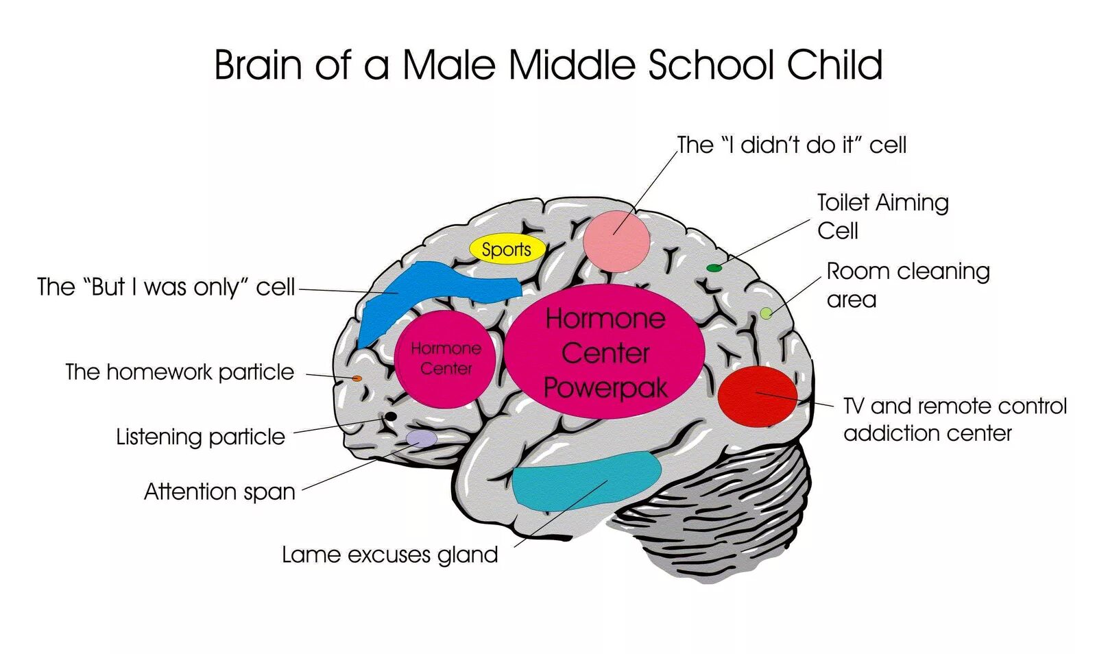 The male Brain. Brain School. Female and male Brains. Male мозг.