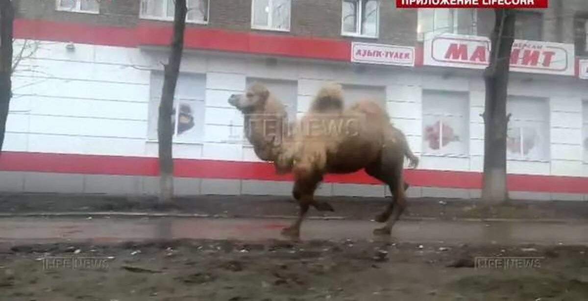 Медведь и верблюд. Верблюд сбежал из зоопарка. Верблюд Уфа. Брестские животных которые убежали из зоопарка.