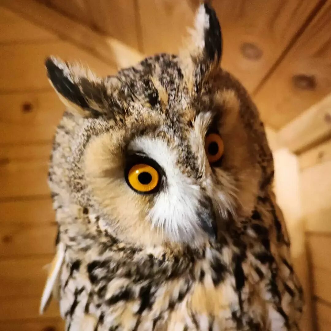 Сова пенза авто. Крупные совы пензенской области. В сове г пенза. В сове г пенза. Совенок в городе.