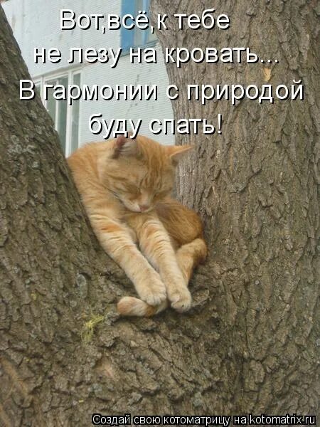 Животные чуть чуть. Коты весной. Приколы про март и котов. Про мартовских котов с юмором. Мартовский кот.