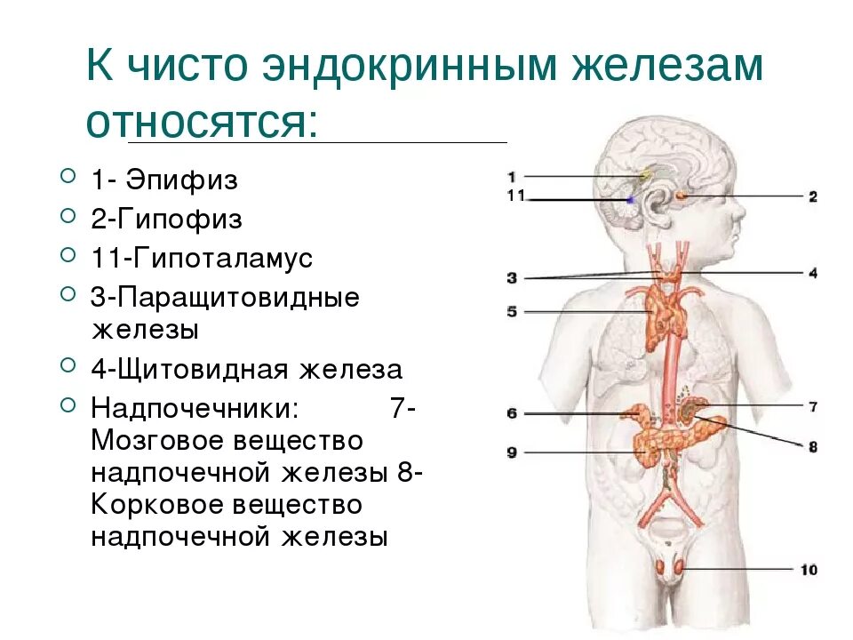 Анатомия эндокринной системы дети. Эндокринная система железы внутренней секреции анатомия. К эндокринным железам не относятся. Только к эндокринным железам относятся.