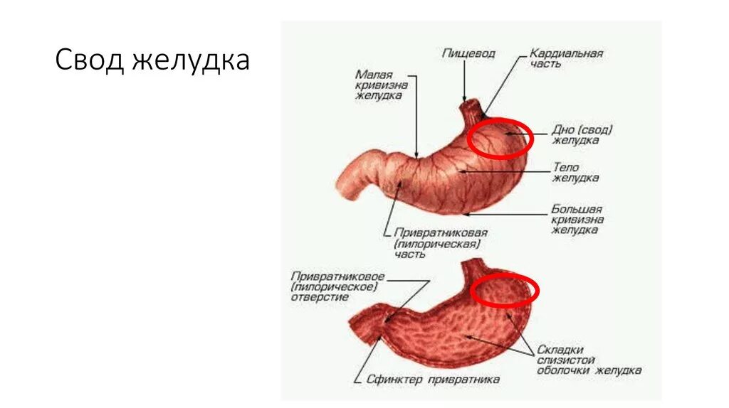 Кардиальный латынь. Желудок анатомия свод желудка. Малая кривизна тела желудка. Кривизны желудка анатомия.