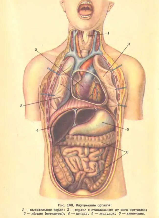 Органы человека расположение с названиями. Органы человека. Внутренние органы человека. Строение человека внутренние органы. Схема строения органов человека.