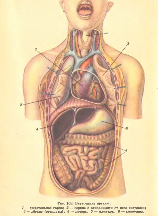 Органы человека. Внутренние органы человека. Строение человека внутренние органы. Схема строения органов человека. Органы человека расположение с названиями