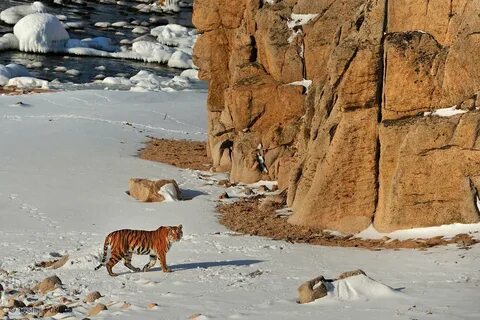 Wildlife photographer of the year 2024
